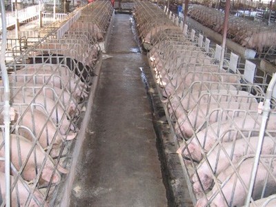 Quảng Bình: Huyện Lệ Thuỷ tăng cường tiêm các loại vắc-xin trên đàn vật nuôi