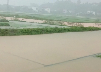 Bão số 1 gây ngập úng nhiều diện tích lúa hè thu ở Quảng Bình