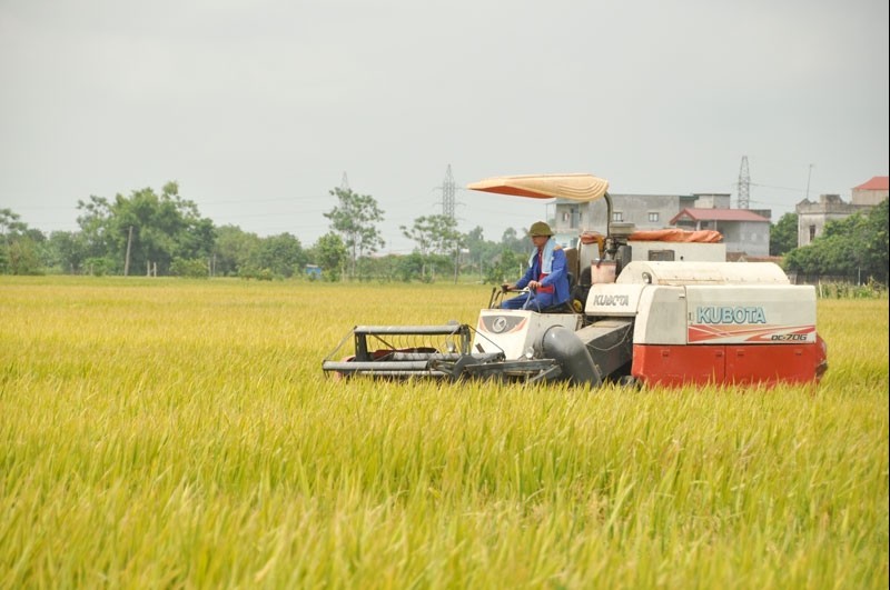 Thái Bình: Huyện Vũ Thư tập trung nhân vật lực thu hoạch lúa xuân