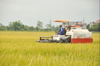 Thái Bình: Huyện Vũ Thư tập trung nhân vật lực thu hoạch lúa xuân