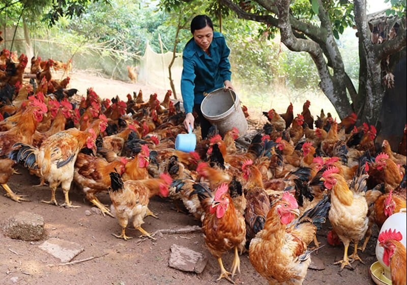 Hơn 140 nghìn nông dân Bắc Ninh cam kết sản xuất, chế biến tiêu thụ nông sản an toàn