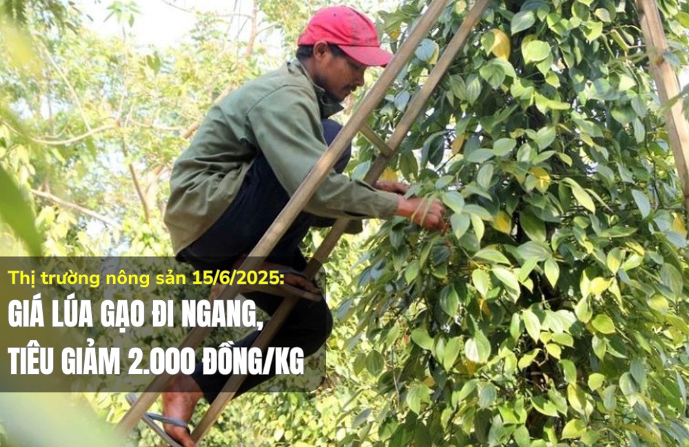 Thị trường nông sản 15/6/2025: Giá lúa gạo đi ngang, tiêu giảm 2.000 đồng/kg