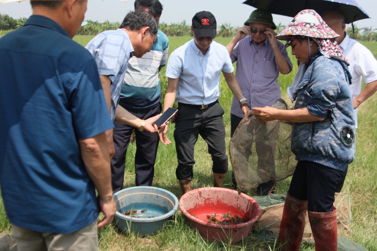 Cua, Cáy ở làng quê Việt Nam: Nguồn lợi thủy sản đa dạng