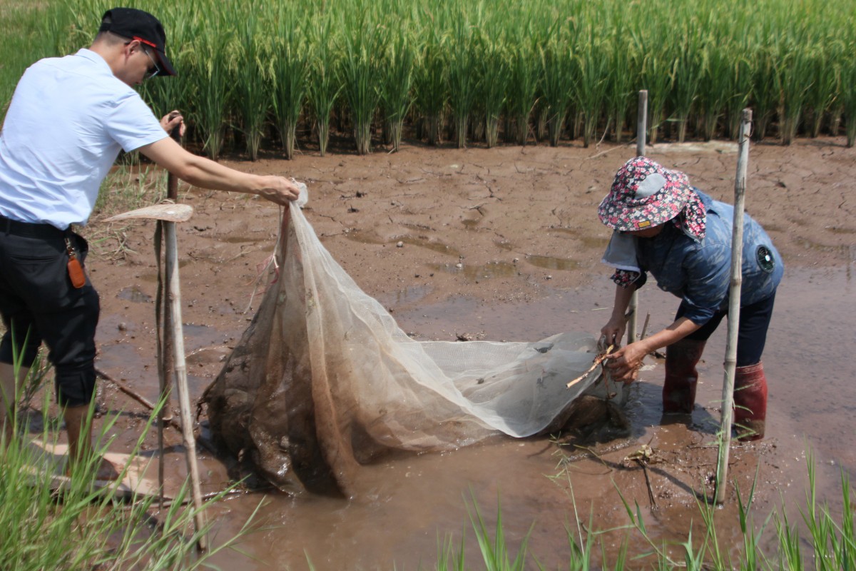 Cua, Cáy ở làng quê Việt Nam: Nguồn lợi thủy sản đa dạng