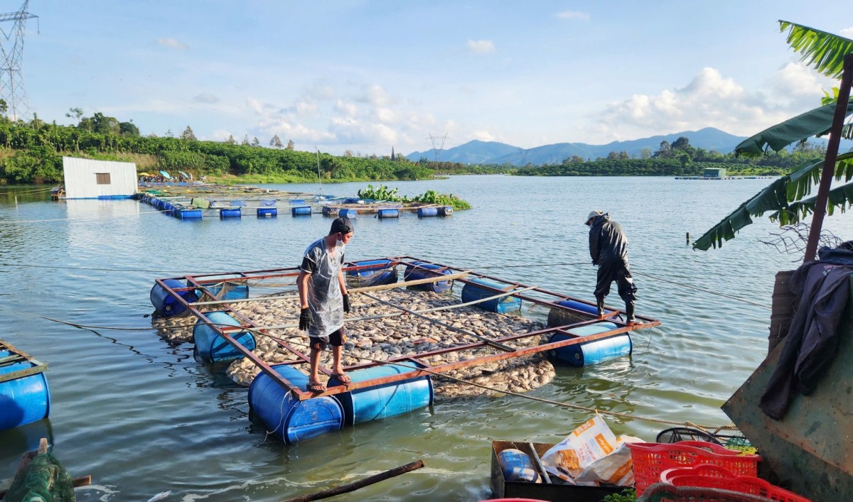 Lâm Đồng: Chỉ đạo kiểm tra, xác minh nguyên nhân cá chết tại hồ Mai Thành