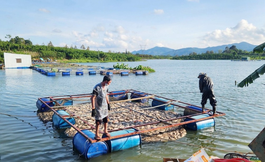 Lâm Đồng: Chỉ đạo kiểm tra, xác minh nguyên nhân cá chết tại hồ Mai Thành