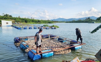 Lâm Đồng: Chỉ đạo kiểm tra, xác minh nguyên nhân cá chết tại hồ Mai Thành