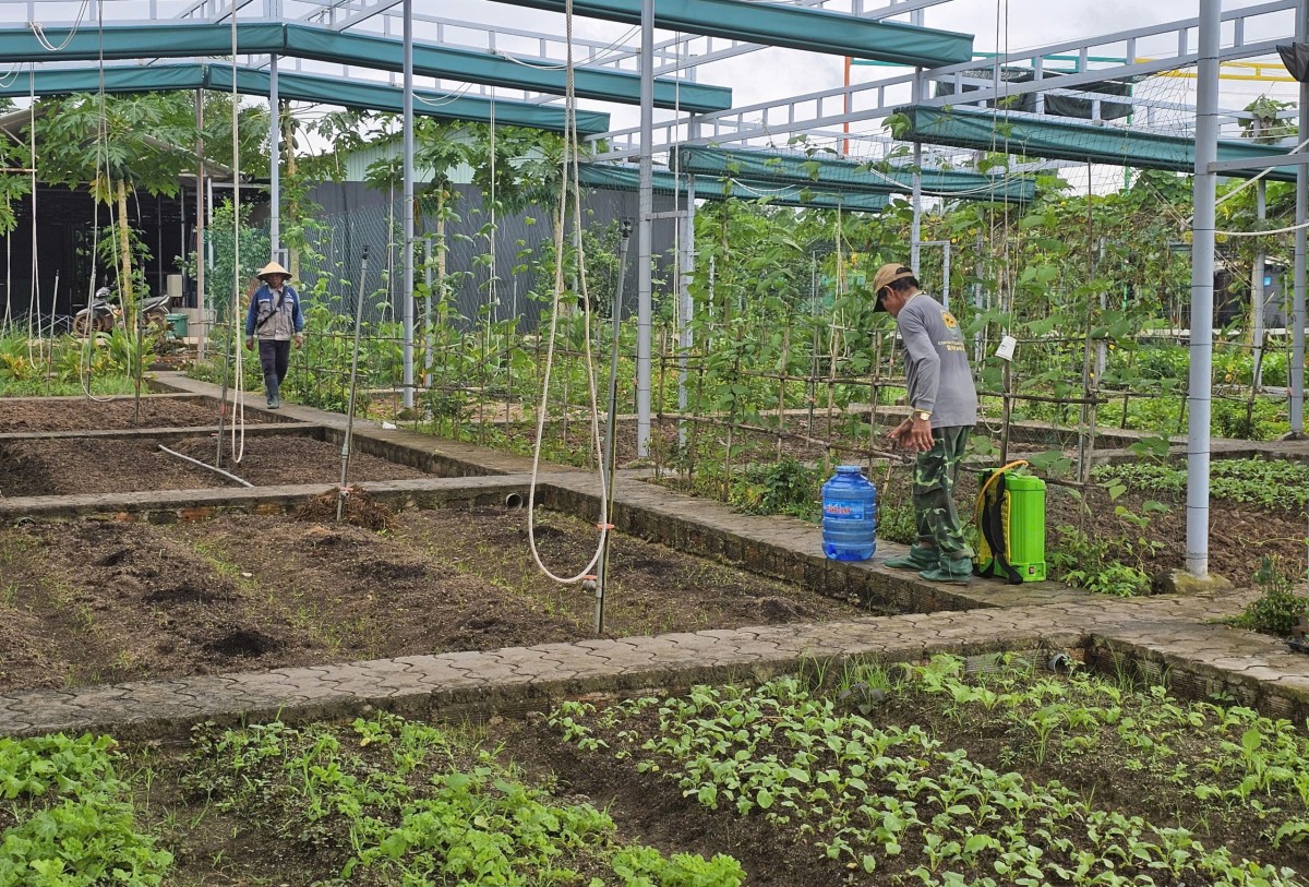 Bình Định: Thu hồi dự án Sản xuất rau an toàn VietGAP do hàng loạt sai phạm