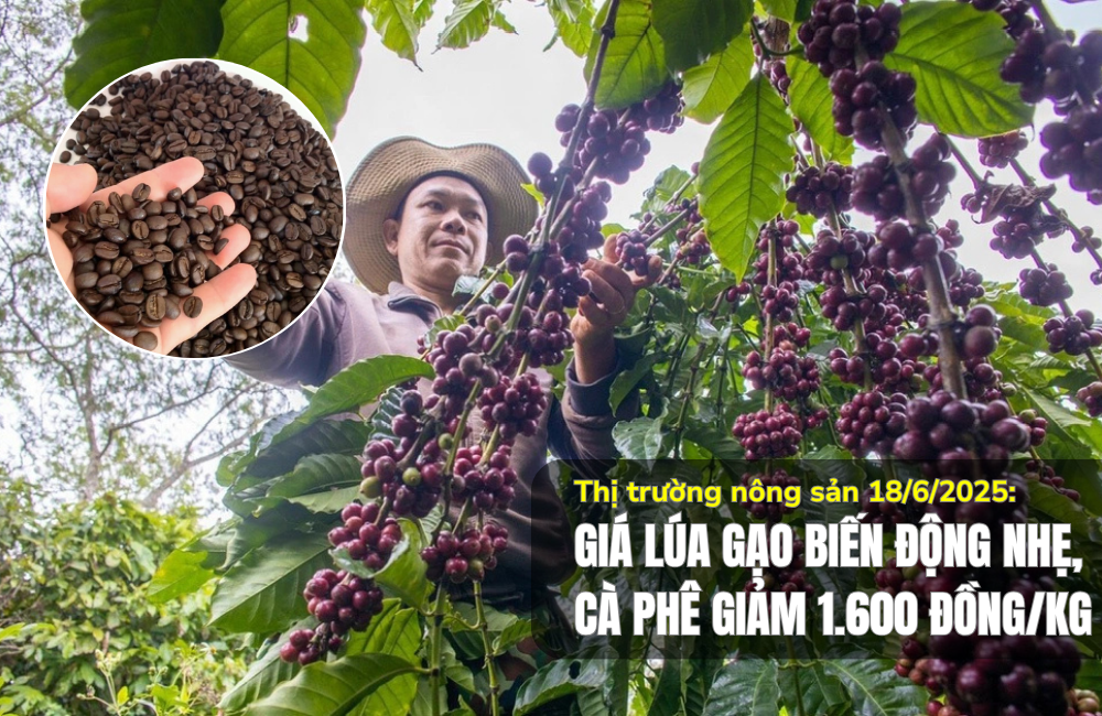Thị trường nông sản 18/6/2025: Giá lúa gạo biến động nhẹ, cà phê giảm 1.600 đồng/kg