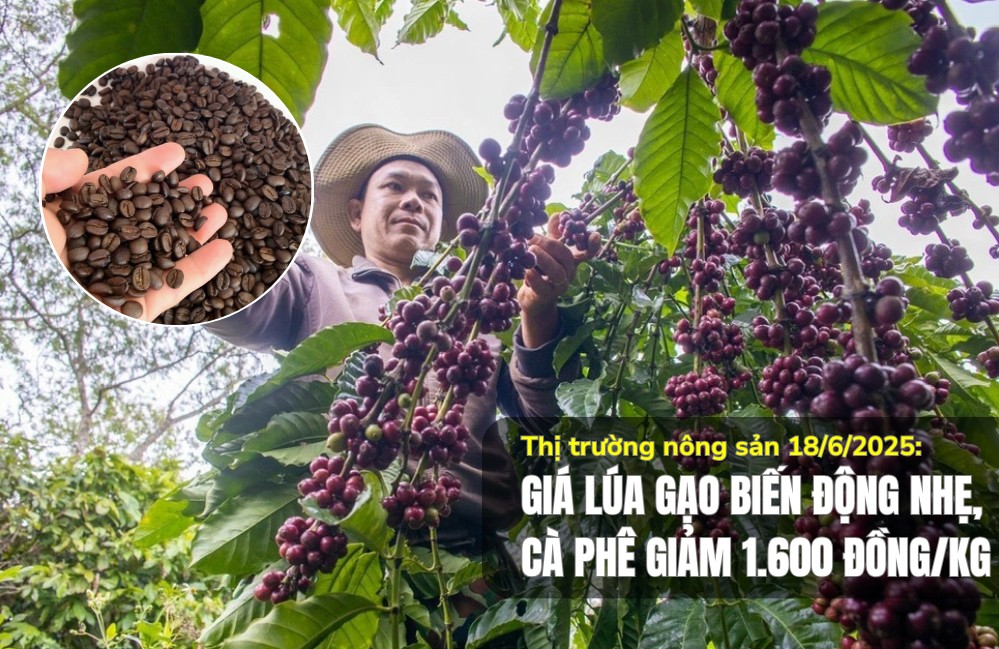 Thị trường nông sản 18/6/2025: Giá lúa gạo biến động nhẹ, cà phê giảm 1.600 đồng/kg