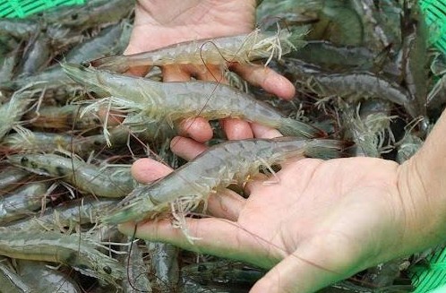 Tăng cường quản lý giống thủy sản nuôi chủ lực: Đảm bảo chất lượng và phát triển bền vững
