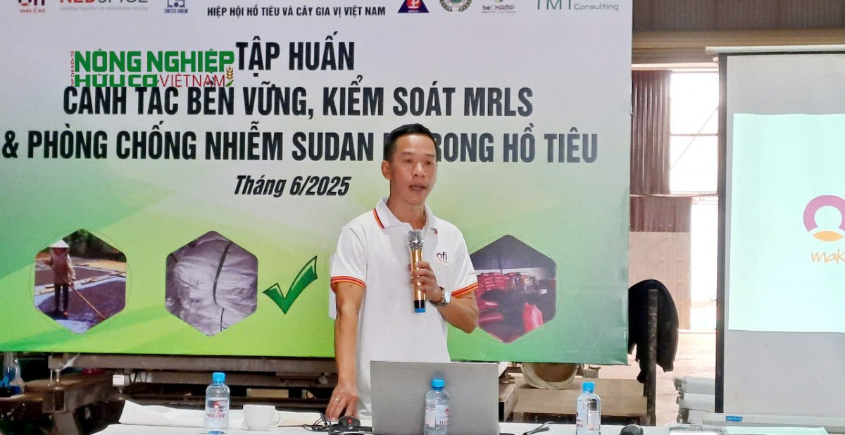 Đắk Nông: Cảnh báo khẩn cấp tình trạng nhiễm Sudan đỏ trong hồ tiêu và nông sản