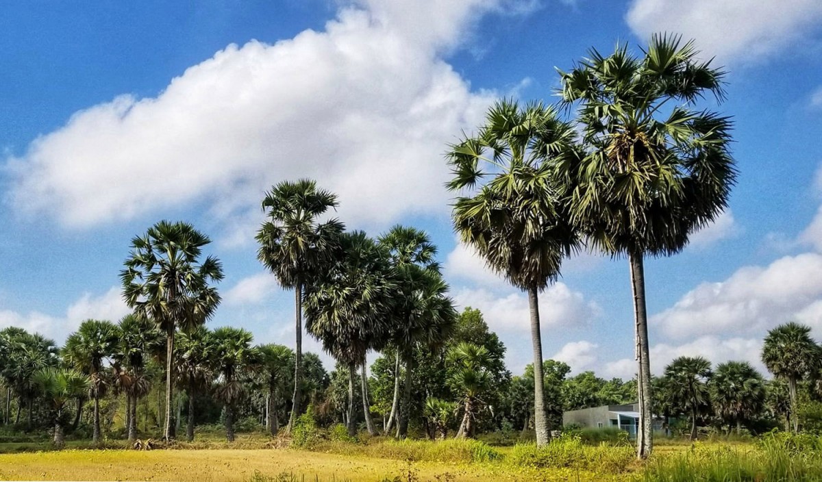Cây Thốt nốt An Giang: Quà tặng từ trời xanh