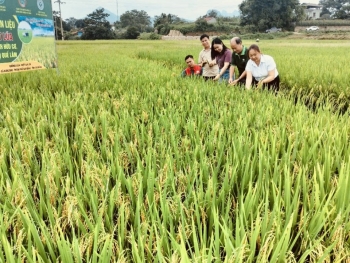 Hiệu quả mô hình trồng giống lúa hữu cơ Việt Lai 20