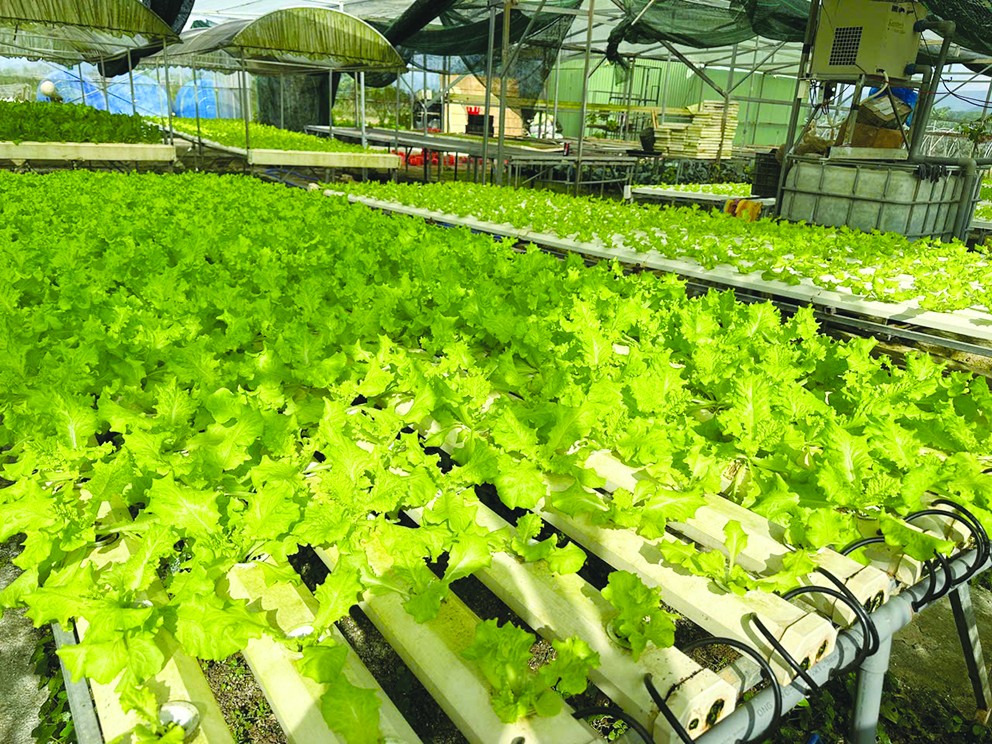 Từ sản xuất rau sạch đến du lịch sinh thái: Hướng đi xanh cho nông nghiệp đô thị Đà Nẵng