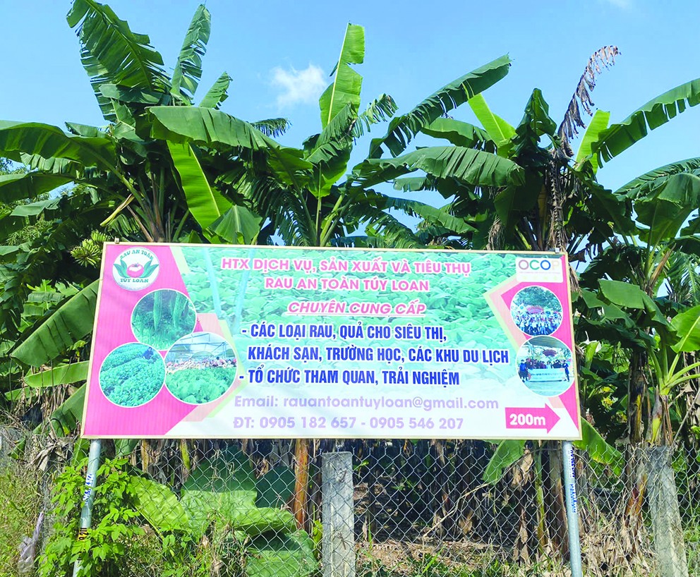Từ sản xuất rau sạch đến du lịch sinh thái: Hướng đi xanh cho nông nghiệp đô thị Đà Nẵng