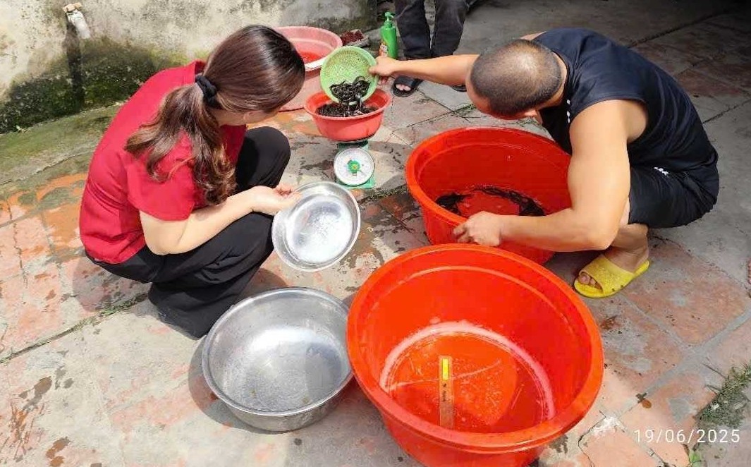 Quảng Ninh: Thả giống mô hình nuôi cá chạch lấu (Mastacembelus favus) thương phẩm