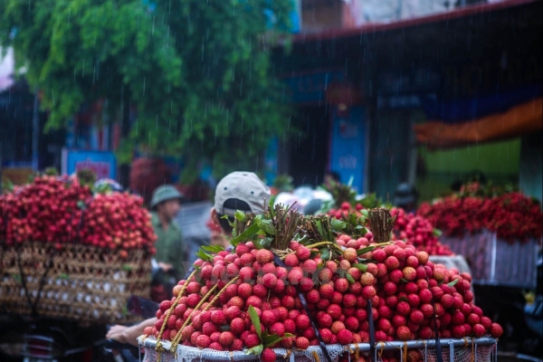 Hải Dương: Nông dân xã Thanh Quang thu hoạch khoảng 455 tỷ đồng từ vải sớm