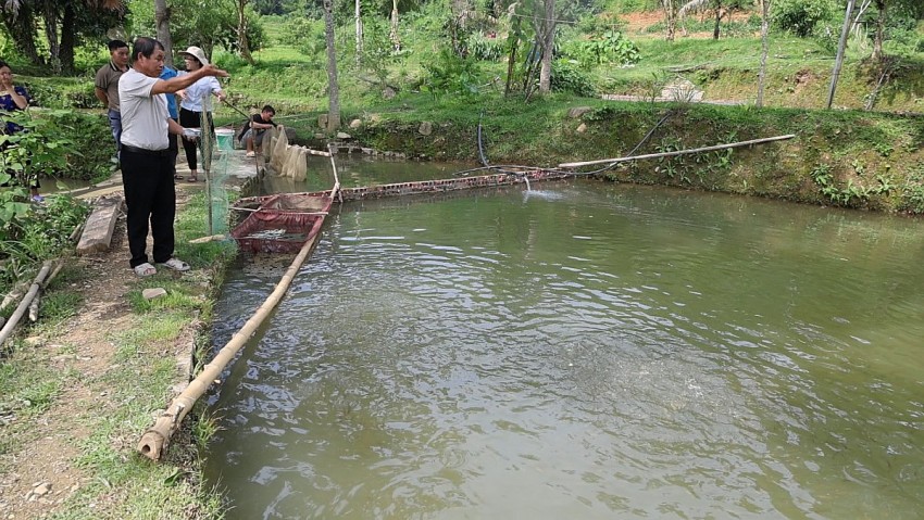 Hàng ngày, công việc cho cá ăn được hai vợ chồng ông Khường phụ trách đảm nhiệm.