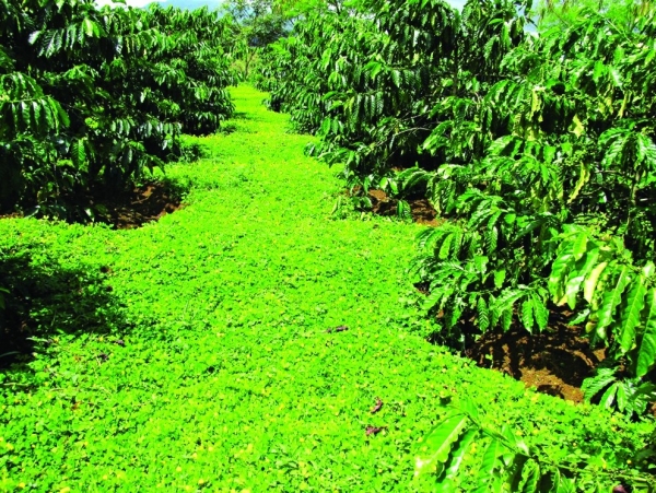 Thử nghiệm và ứng dụng cây lạc dại phủ đất để tăng hiệu quả trồng cây cà phê Hữu cơ