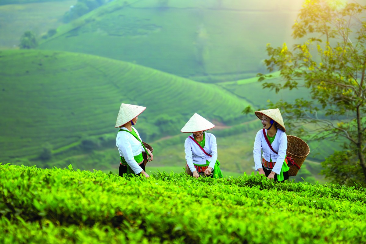 Tiềm năng phát triển bột matcha từ lá trà xanh Việt Nam nhằm tối ưu giá trị xuất khẩu