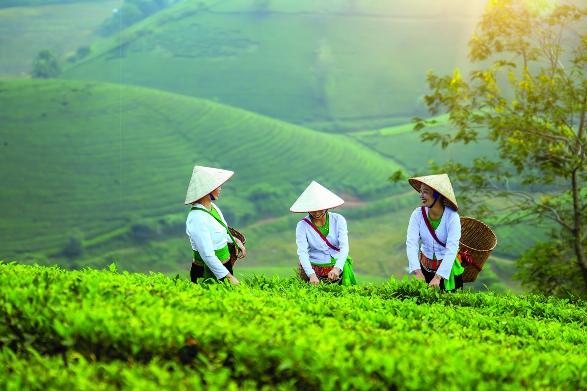 Tiềm năng phát triển bột matcha từ lá trà xanh Việt Nam nhằm tối ưu giá trị xuất khẩu