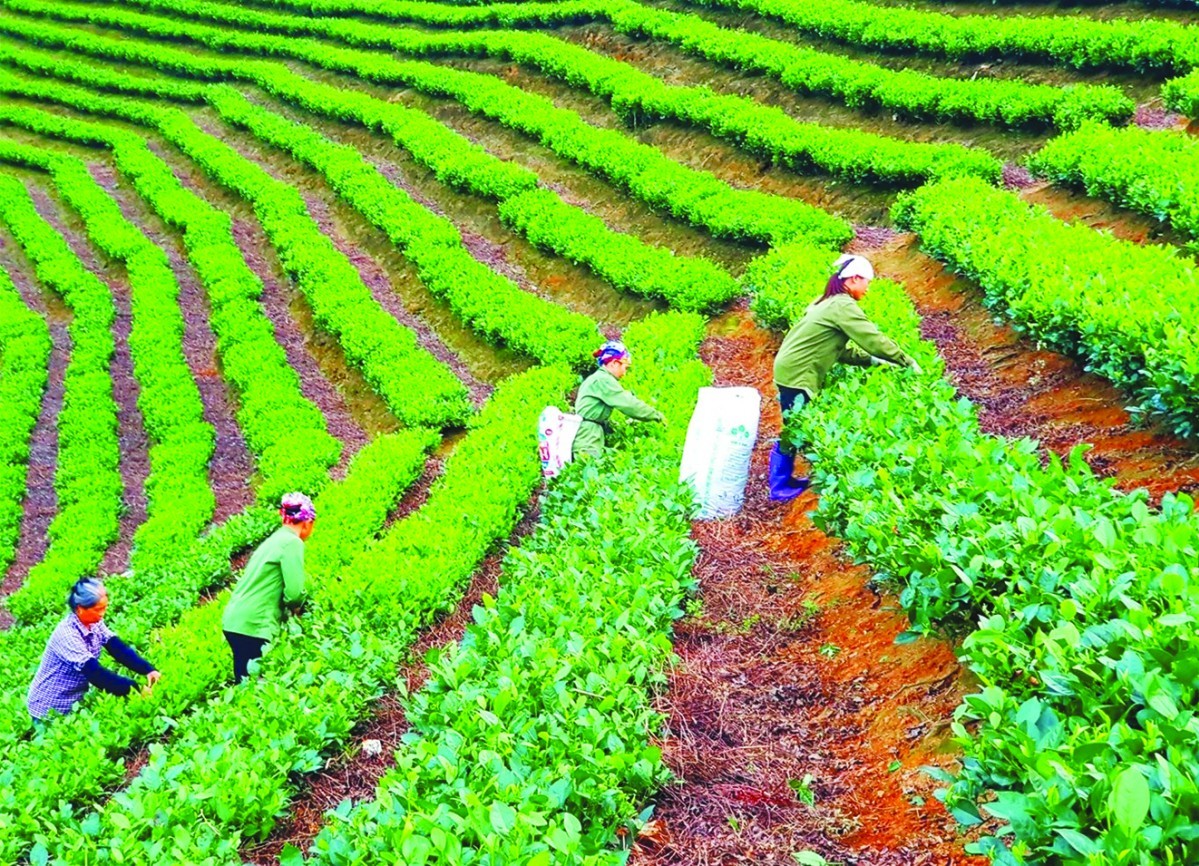 Bắc Kạn: Sản xuất hữu cơ là ưu tiên lựa chọn đối với ngành nông nghiệp