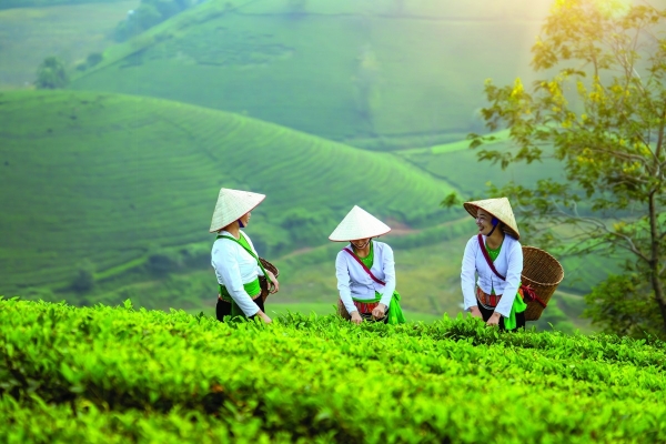 Tiềm năng phát triển bột matcha từ lá trà xanh Việt Nam nhằm tối ưu giá trị xuất khẩu