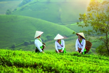 Tiềm năng phát triển bột matcha từ lá trà xanh Việt Nam nhằm tối ưu giá trị xuất khẩu