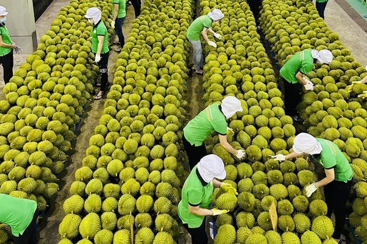 Lý giải nguyên nhân nhập khẩu nông sản tăng mạnh