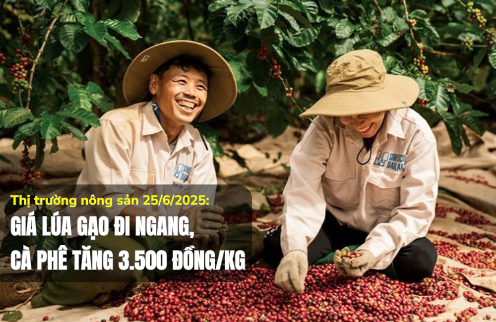 Thị trường nông sản 25/6/2025: Giá lúa gạo đi ngang, cà phê tăng 3.500 đồng/kg