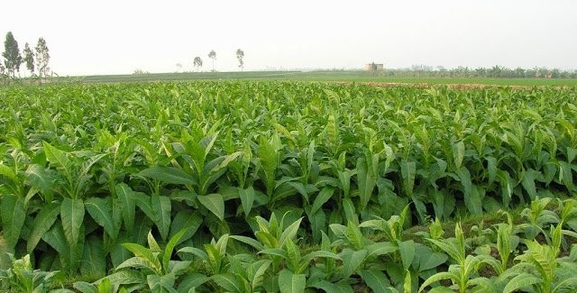 Tiên Lãng - "thủ phủ" thuốc lào: Nơi ra đời loại "tương tư thảo" danh bất hư truyền