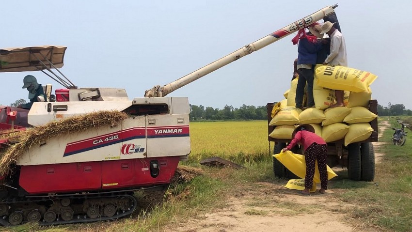 Triển khai sản xuất vụ mùa ở Vĩnh Hưng (Hải Phòng):“Xanh nhà hơn già đồng”