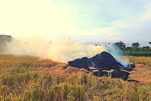 Triển khai sản xuất vụ mùa ở Vĩnh Hưng (Hải Phòng):“Xanh nhà hơn già đồng”