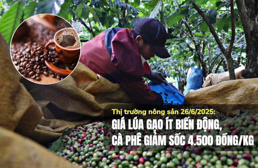 Thị trường nông sản 26/6/2025: Giá lúa gạo ít biến động, cà phê giảm sốc 4.500 đồng/kg