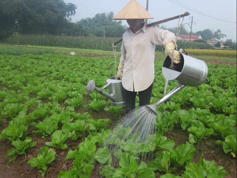 Hải Dương tích cực mở rộng diện tích trồng rau màu vụ hè thu 2025