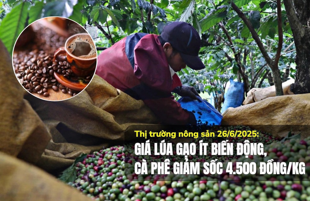 Thị trường nông sản 26/6/2025: Giá lúa gạo ít biến động, cà phê giảm sốc 4.500 đồng/kg