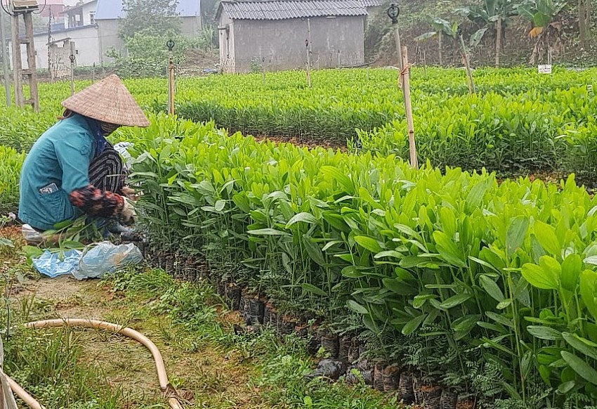 Vườn ươm giống cây lâm nghiệp 