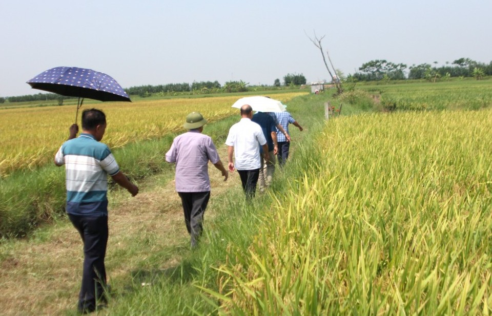 Theo dấu chân những người làm lúa sạch - Bài 1: Từ bản hợp đồng "3 nhà" liên kết tạo giá trị