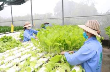 Sản xuất nông nghiệp sạch tại Gia Lâm