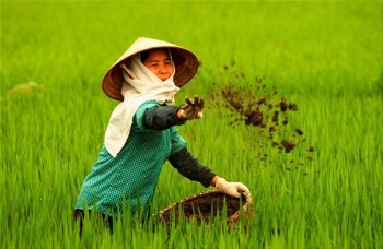 Đẩy mạnh sử dụng phân bón hữu cơ và xây dựng tiêu chuẩn kỹ thuật hài hòa