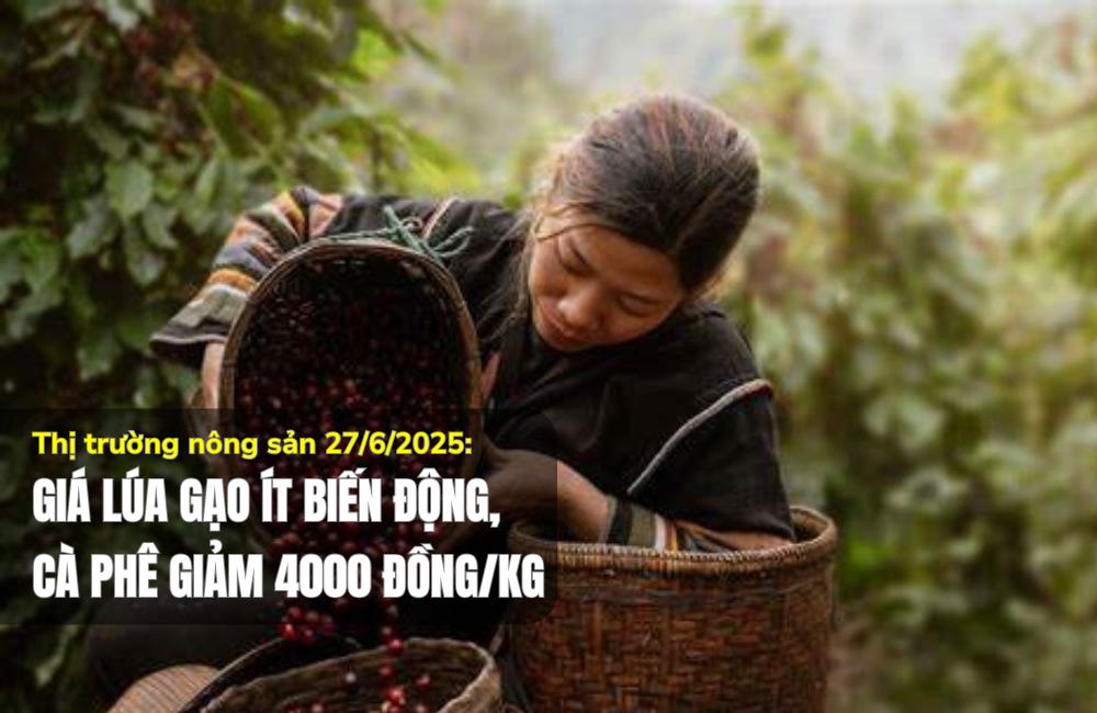 Thị trường nông sản 27/6/2025: Giá lúa gạo ít biến động, cà phê giảm 4.000 đồng/kg