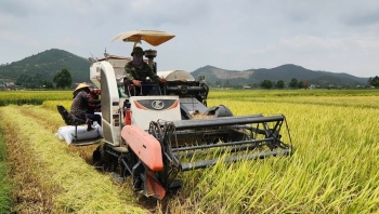 Quảng Ninh: Người nông dân tập trung thu hoạch vụ lúa xuân