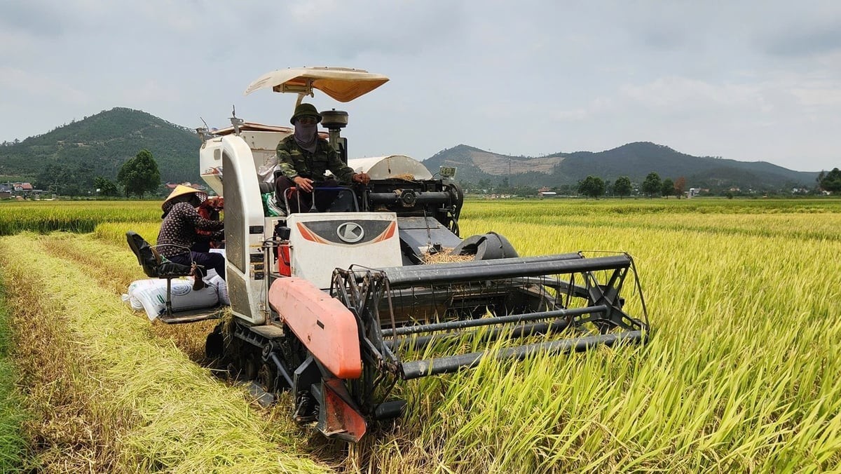 Quảng Ninh: Người nông dân tập trung thu hoạch vụ lúa xuân