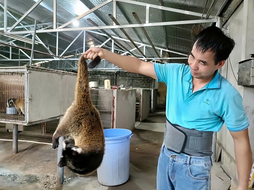 Anh nông dân Yên Bái thu tiền tỷ nhờ nuôi cầy vòi mốc