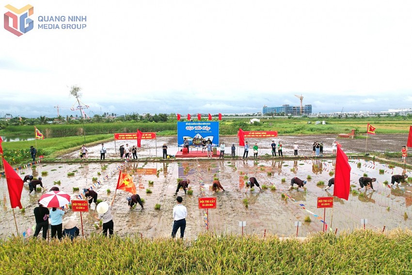 hội thi cấy trên khoảng ruộng trước cửa đình Cốc.