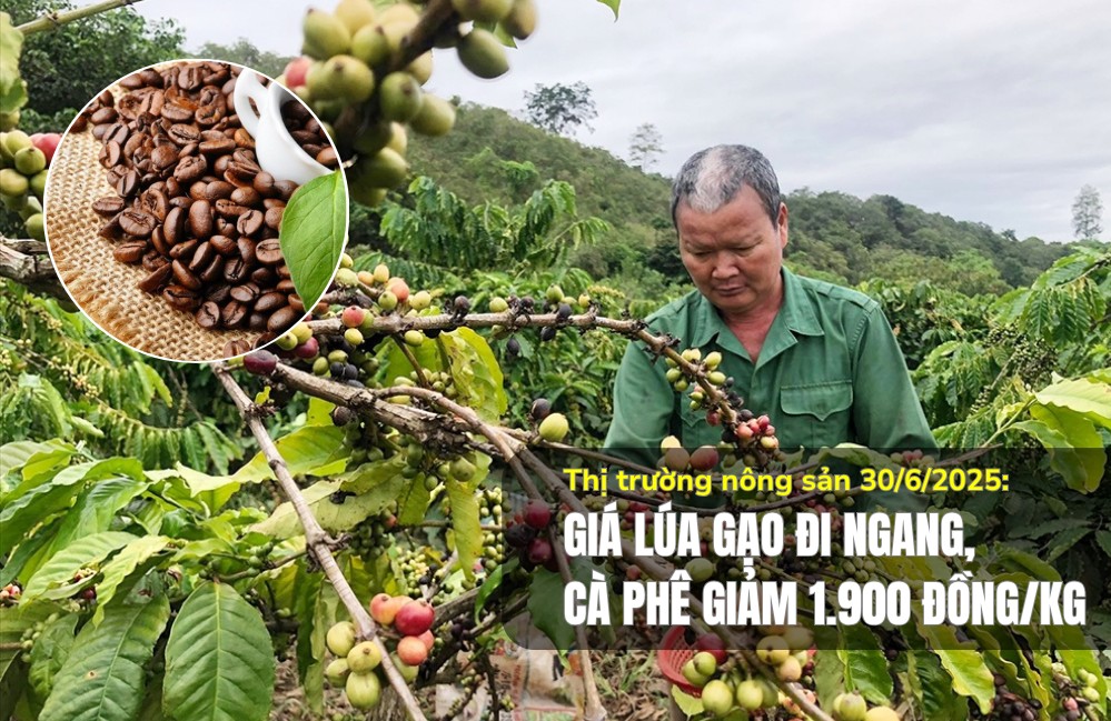 Thị trường nông sản 30/6/2025: Giá lúa gạo đi ngang, cà phê giảm 1.900 đồng/kg