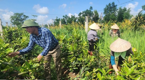 Thái Bình: Đẩy mạnh việc sản xuất nông nghiệp hữu cơ