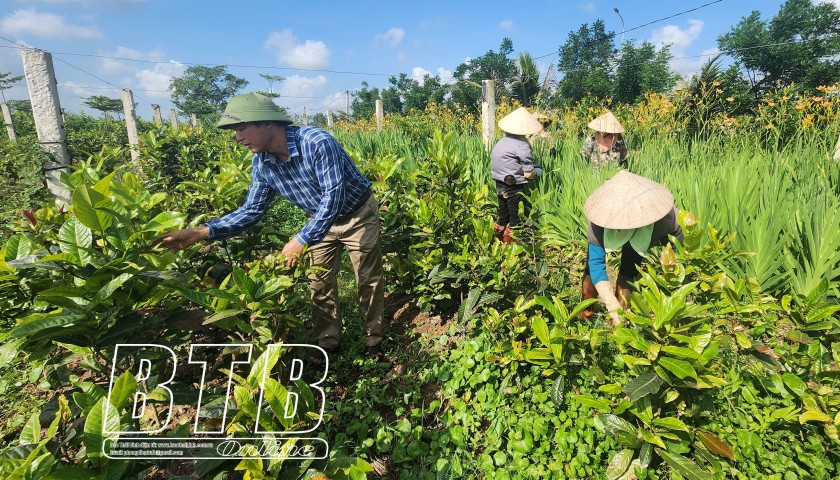 Thái Bình: Đẩy mạnh việc sản xuất nông nghiệp hữu cơ