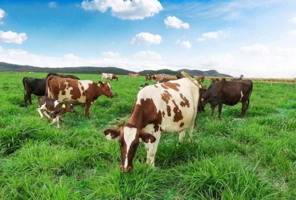 Lâm Đồng đẩy mạnh nông nghiệp xanh, tuần hoàn hướng đến mục tiêu phát thải ròng bằng “0”